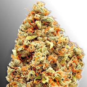 Heavyweight Monster Profit Fem