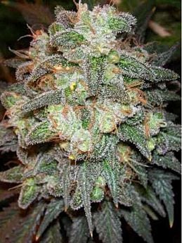 Magus Genetics Motavation Feminised