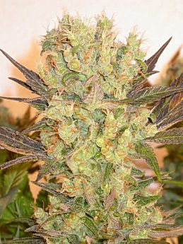 Serious Seeds - Motavation