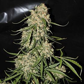 greenlabel mountain kush