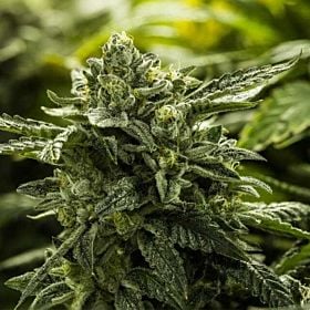 Moxie Alpine Cookies 