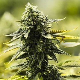 Moxie Goji DC