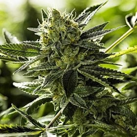 Moxie Lemon Goji OG