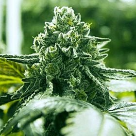 Moxie Super Goji Haze