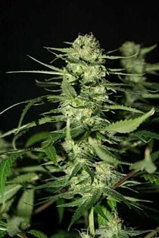 Mr Nice Seedbank - The Doors Regular Seeds