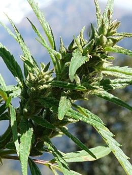 The Real Seed Company Nanda Devi Regular