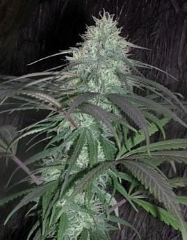 CannaBioGen Nepal Jam Regular