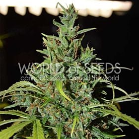 world of seeds neville haze auto
