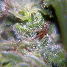 Female Seeds Neville's Haze Feminised
