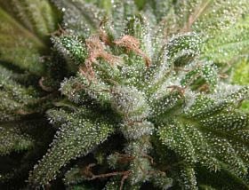 next generation Romulan Hashplant 