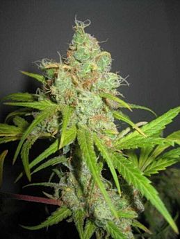 Mr Nice Seedbank - NL5 x Haze Regular Seeds