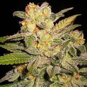 g13 NL auto