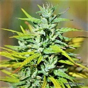 Norstar Genetics Columbian Thunder Funk Reg