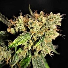 Norstar Genetics Frisco OG Reg
