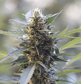 g13 labs northern lights skunk