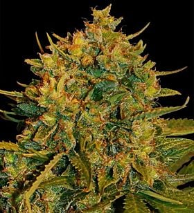 world of seeds Northern Lights x Big Bud 