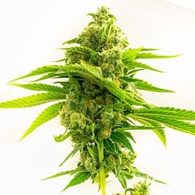 Northern Dawn Feminized Seeds