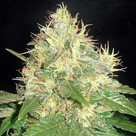 BlimBurn Seeds Northern Light Automatic Feminised