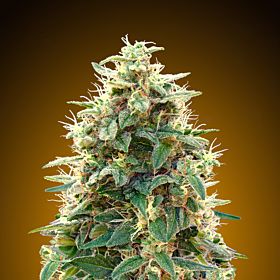 00 Seeds Auto Northern Lights Feminized