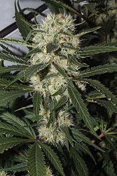 Royal Queen Seeds Northern Light Feminised