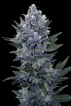 Royal Queen Seeds Northern Light Automatic Feminised