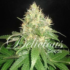 Delicious Seeds - Northern Light Blue Auto