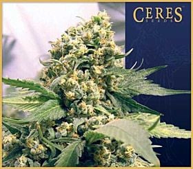 Ceres Seeds Northern Lights x Skunk #1 Feminised