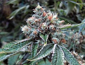 Reserva Privada Skywalker Kush Feminized