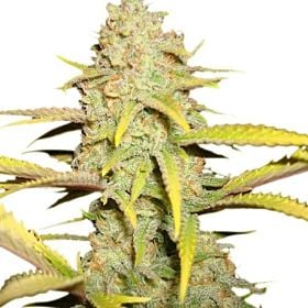 Royal Queen Seeds O.G. Kush Feminised