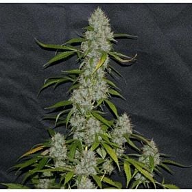 Alpine Seeds OG Kush - Lemon Larry Regular 