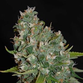 g13 og13