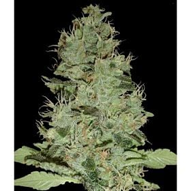 DNA Genetics Limited Collection OG Grape Krypt Regular
