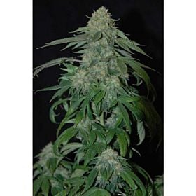 Reserva Privada OG Kush Feminised 