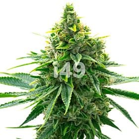 OG Kush Regular Cannabis Seeds 