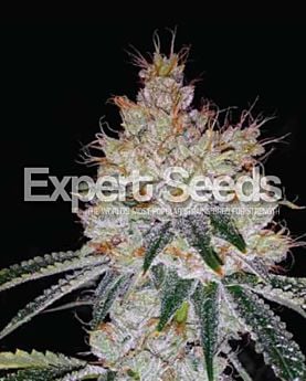 Expert Seeds OGesus Auto Fem