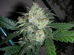 Cali Connection Seeds OGiesel Feminized