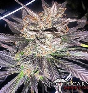 apothecary genetics old school jams