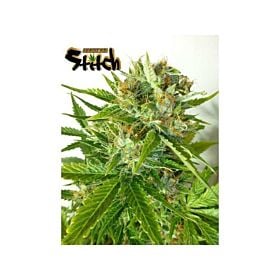 Flash Seeds - onyx