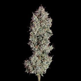 Shortcut Autoflower - Happy Valley Genetics
