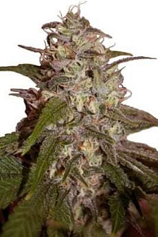 seedmakers orange light