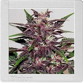 Blimburn Grizzly Purple Kush