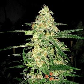 BlimBurn Seeds Original Clon Feminised