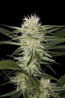 Dinafem Original Amnesia Feminised
