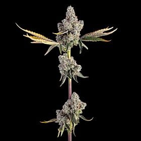Overtime Feminized - Happy Valley Genetics