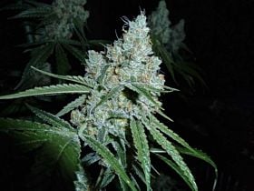 Bodhi Seeds Love Triangle Regular 