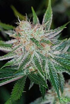 TGA SubCool Genetics Pandora's Box Regular