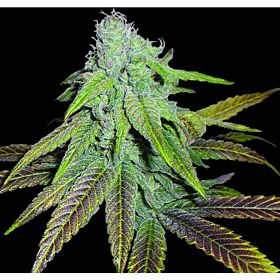 DNA Genetics Limited Collection P.C.K. Regular 