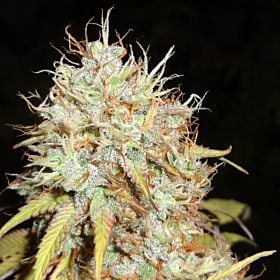 Phoenix Seeds Amnesia Auto Feminized 