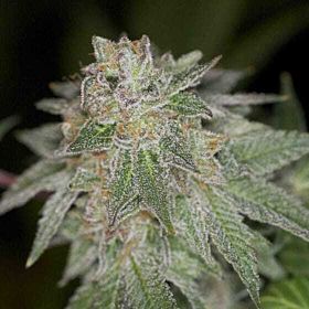 Archive Seeds Pie Face Regular 