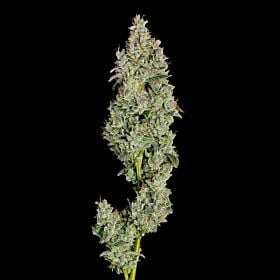 Pineapple Daddy Autoflower - Happy Valley Genetics